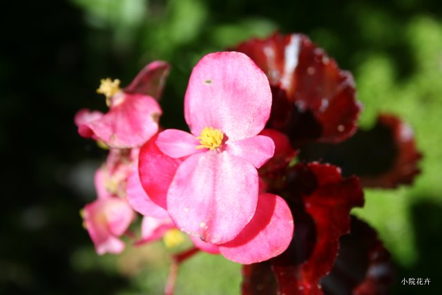 黄蕊小红花.JPG