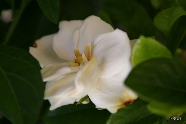 香香的白花花.JPG
