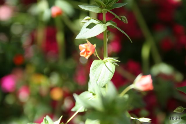 爬藤草上的小红花.JPG