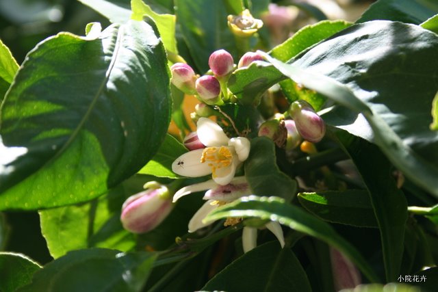 柠檬花儿开.JPG