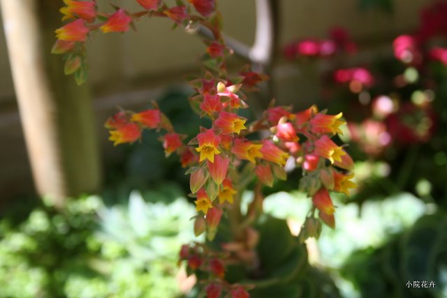 仙人座也开花了.JPG